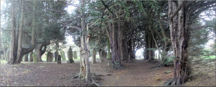 The churchyard with its avenue of yews at the old Swainby church