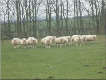 Texel ewes near Station Farm