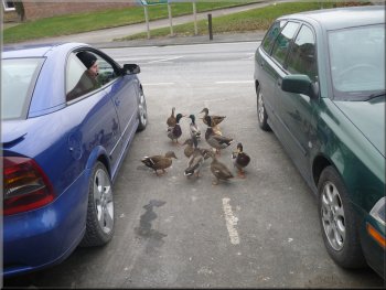 Ducks being fed from a parked car