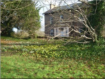 Aconites and snowdrops near Bedale church