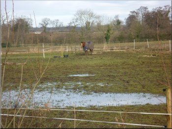 Typical sodden field with a horse in its winter jacket