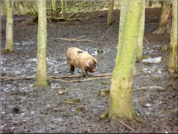 Pig by the path at Newton-le-Willows