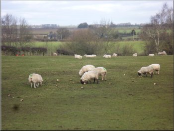 Sheep feeding on mangles by the path