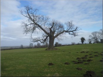 An oak tree by the path