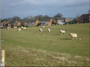 Sheep feeding on mangles on the edge of Bedale