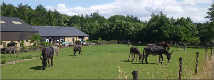 Looking back from the track to the donkey sanctuary
