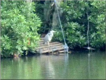 A heron fishing by Paul's Pond