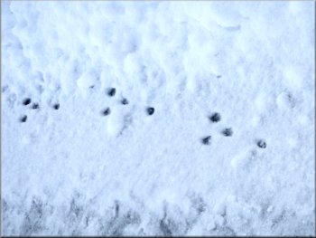 A few of the many rabbit tracks we saw in the snow