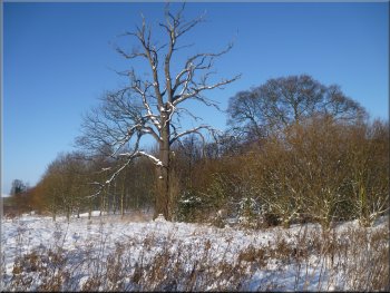 An ash tree on the edge of Millfield Wood