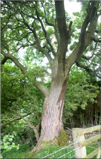A large ash tree by the path