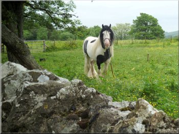 A tethered pony by the road