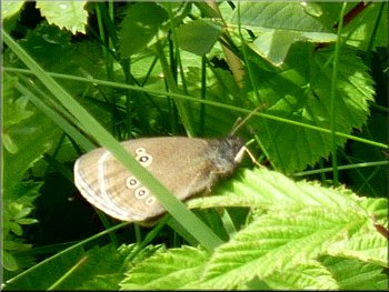 The under-wing dots show this is a ringlet butterfly