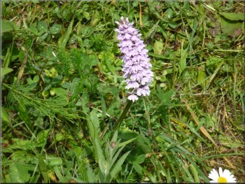 One of many common spotted orchids