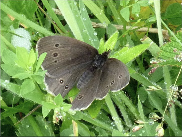A Ringlet butterfly - note the pattern of spots on the wings