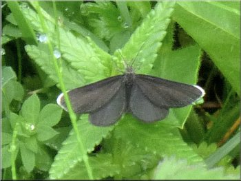 Chimney Sweeper - a day flying moth
