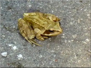 Common frog by the lane