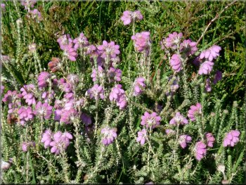 Cross-leaved heath or Erica tetralix is a wet heathland heather