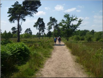 Sandy track across the heath of the reserve