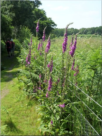 Foxgloves by the path