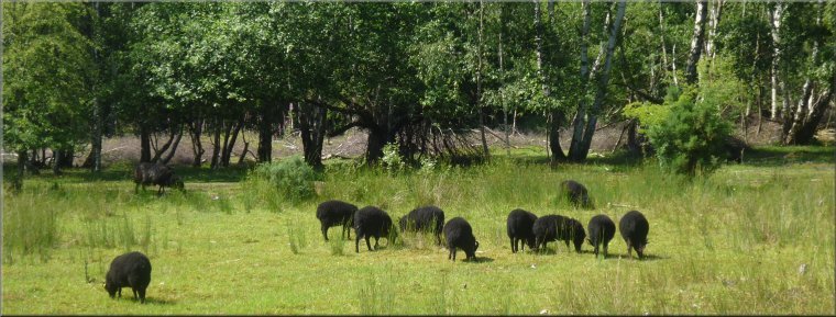 Some of the hebridean sheep used to graze Skipwith Common to maintain the heathland