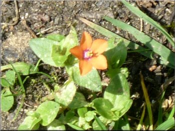 A tiny Scarlet Pimpernel flower on the path