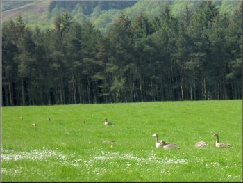 Family of greylag geese grazing a field by the path