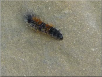 Hairy caterpillar at the memorial seat (fox moth ?)