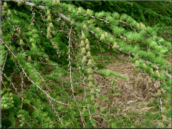 Cones starting to develop on a larch tree