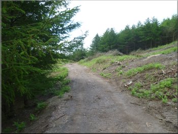 Continuing along the forest access track