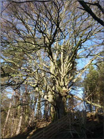Magnificent beech tree by the path