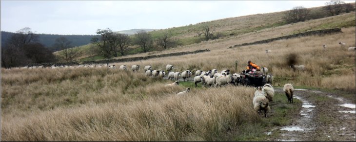 Shepherd gathering his flock of Swaledale ewes for lambing time