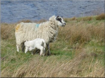 Lambing time around the reservoir