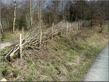 One of several examples of hedgelaying we saw on this walk