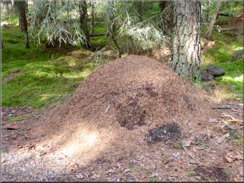 Wood ants' nest by the path