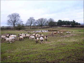 Flock of sheep hoping to be fed