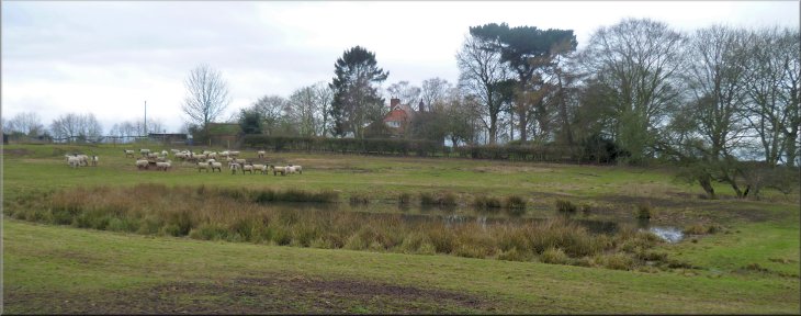 Pond in the sheep pasture as we left Helperby