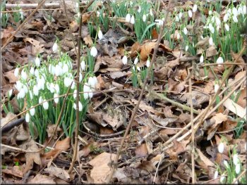 Snowdrops on the bank by the lane