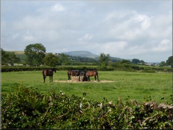  Race horses by the track & Pen Hill beyond