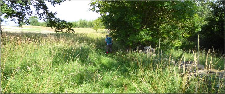 Path through rough grassland around the field margin