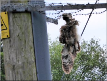 Remains of a bird of prey hanging from the barbed wire