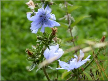 Chicory flowers by the path