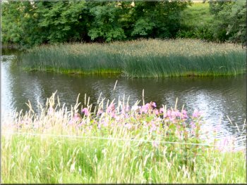 Large reed bed in the River Ure
