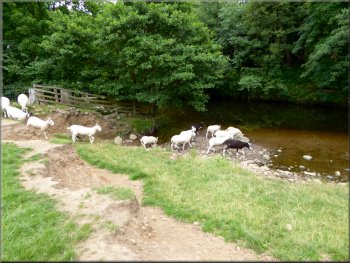 A flock of sheep dashed to the river to drink behind us