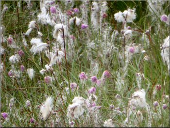 One of many large patches of cotton grass