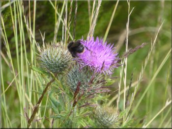 Bumble bee on a thistle flower by the track