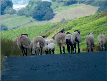 Sheep walking ahead of us along the road