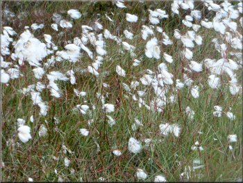 There were large areas of cotton grass beside  the road