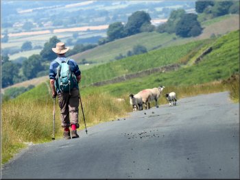 At last the sheep turned off the road