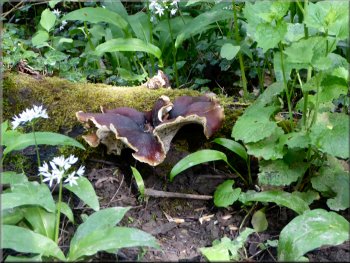Bracket fungus on a rotting log by the path