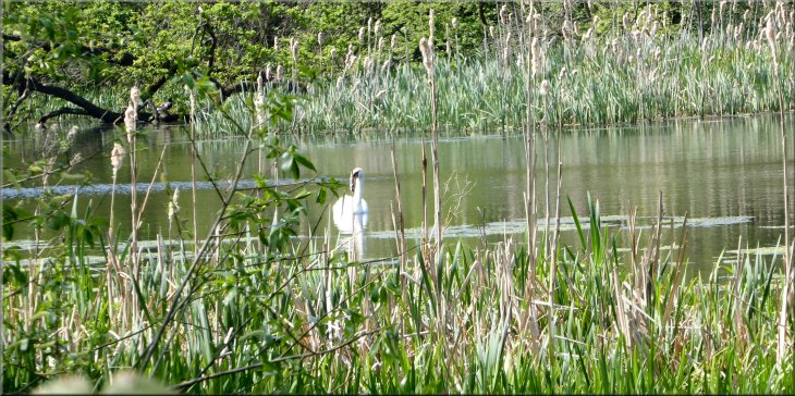 Swan on a long pond in the nature reserve by the path